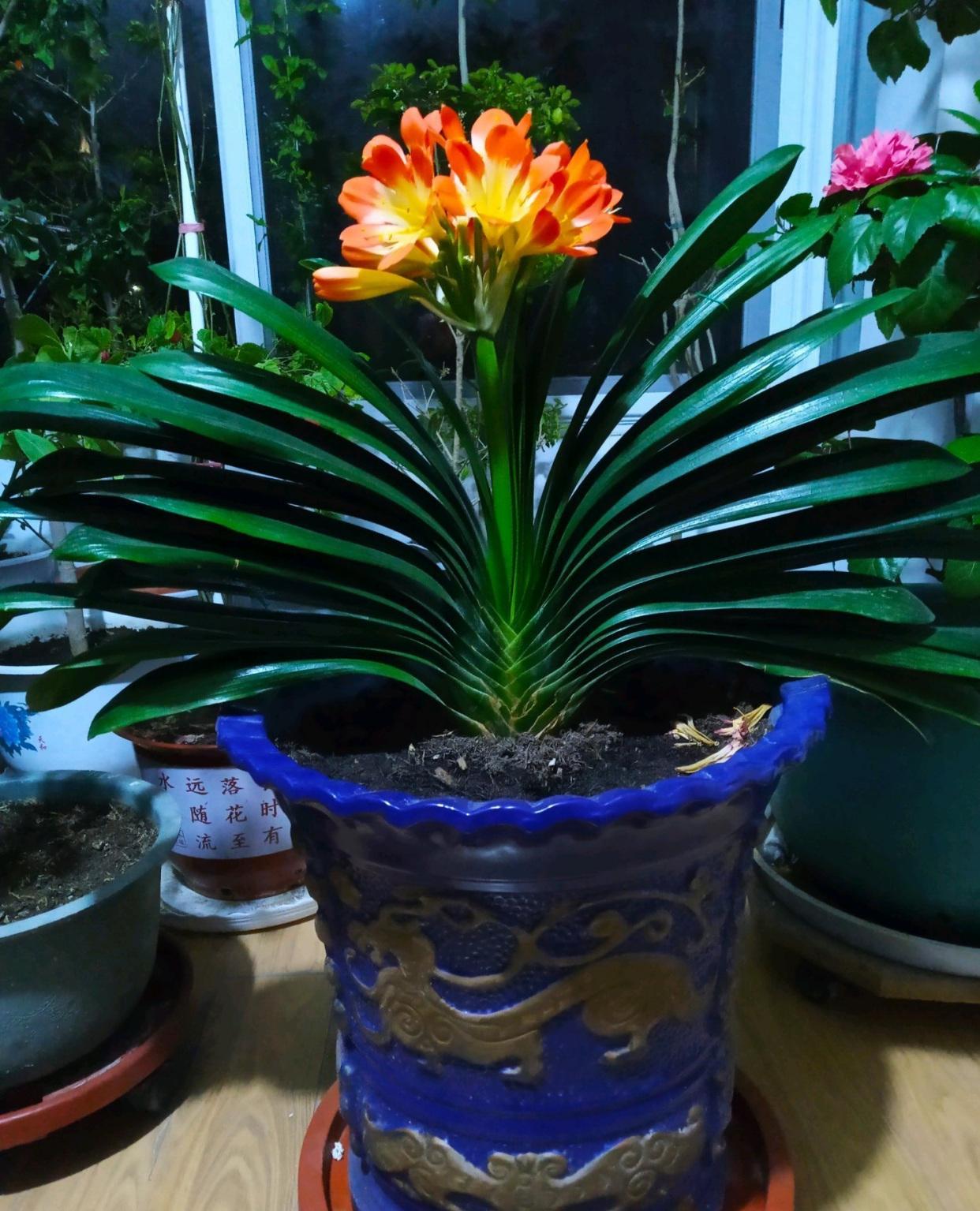 引言